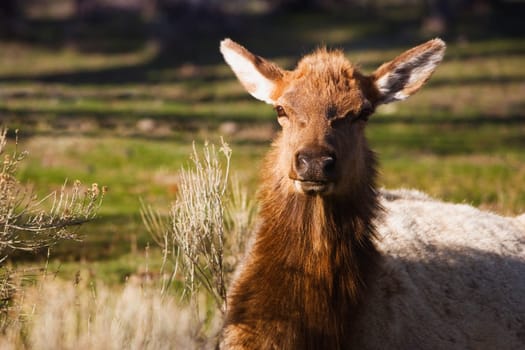 Close_up of a deer, Yellowstone National Park, Wyoming, USA