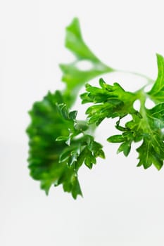 Close_up of cilantro