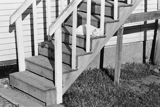 Cat on a staircase