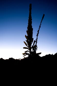 Silhouette of a plant, Mauna Kea, Hilo, Hawaii, USA