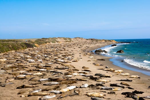 Sea lions resting at the coast, California, USA