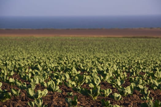Crop in a field, California, USA