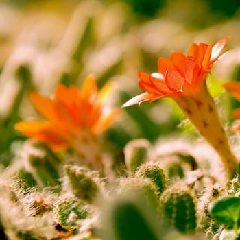 Flowering cacti in a greenhouse