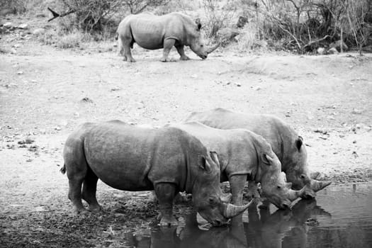 Side profile of rhinoceroses drinking water from a waterhole