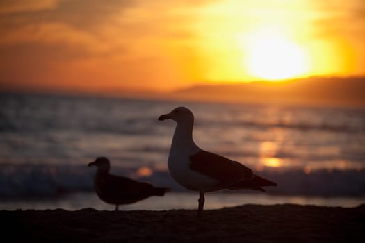 Seagulls on the beach, Santa Monica, Los Angeles County, California, USA