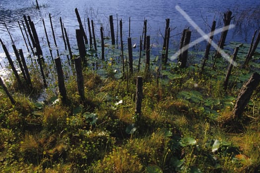 High angle view of wooden posts in a lake