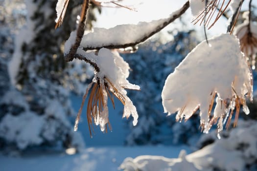 Branches of a tree covered with snow