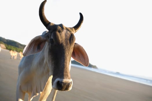 Close_up of a cow on the beach