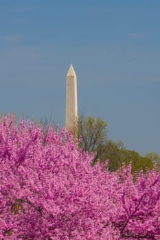 Low angle view of flowers in front of a monument, Washington Monument, Washington DC, USA