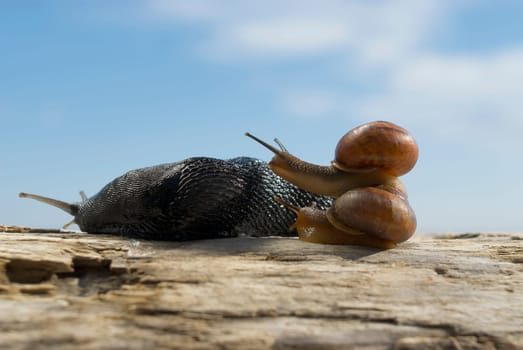 Close_up of two snails mating