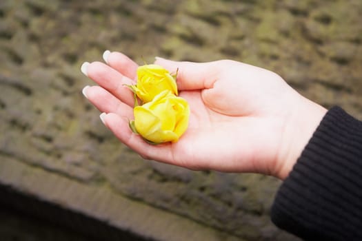 Close_up of two yellow flowers on a personŽs hand