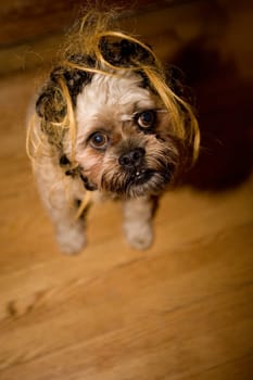 High angle view of a dog