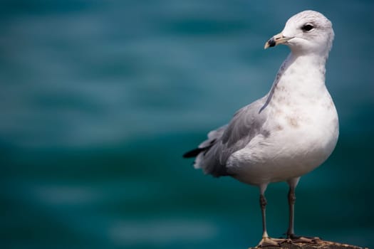 Close_up of a seagull, Oak Street Beach, 1000 North Lake Shore Drive, Chicago, Illinois, USA