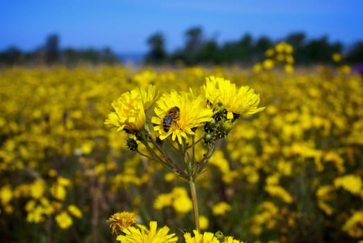 Close_up of Sunflowers Helianthus annuus