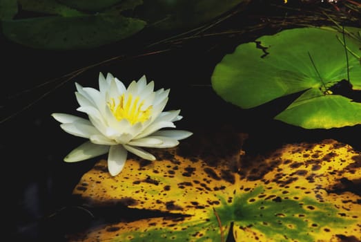 Close_up of water lily in a pond