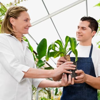 Planter giving a plant to a customer in a greenhouse