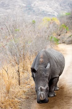 Rhinoceros standing in a forest