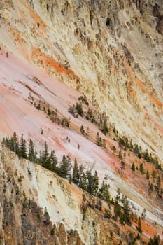 Trees in a canyon, Yellowstone National Park, Wyoming, USA