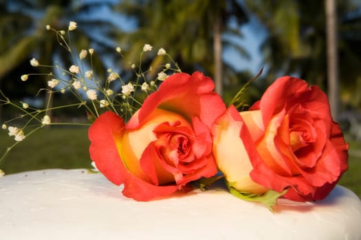 Two roses on a table