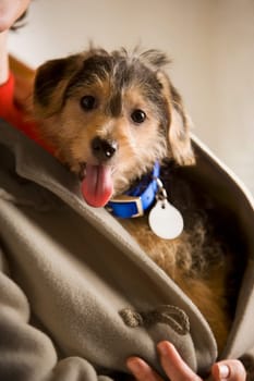 Puppy peeking from a personŽs coat