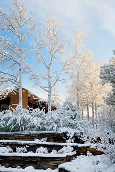 Snow covered trees in front of a building, Santa Fe, New Mexico, USA