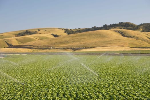 Agricultural sprinkler in a field, California, USA