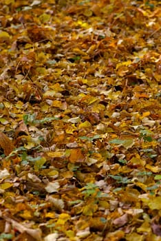 High angle view of fallen leaves