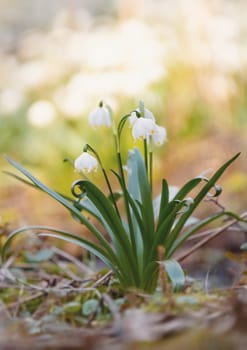 beautiful flower, white spring snowflake (Leucojum vernum) in springtime forest. Jechovec, Czech Republic