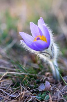 blooming and faded blossom of purple little furry pasque-flower. (Pulsatilla grandis) Blooming in spring. Czech Republic