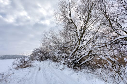 Iced tree and shrubs in a winter wonderland landscape. Tree is covered by frost and snow. Rural path in Winter scenery in Czech Republic, Vysocina Highland region, Europe