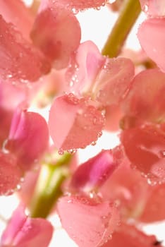 Close_up of dew drops on flowers