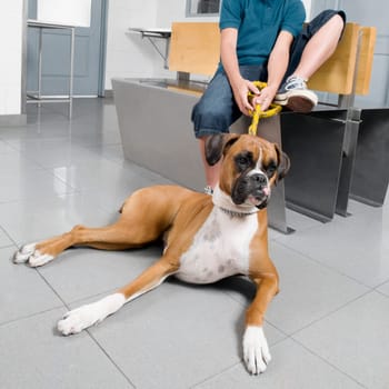 Boy holding the leash of a dog in a veterinary hospital