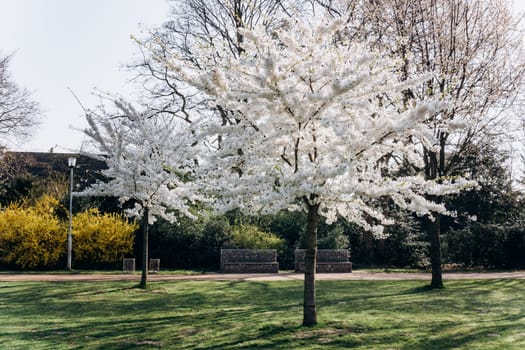 Flowering Apple tree in the garden