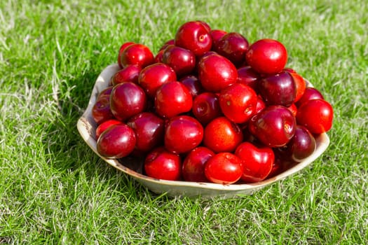 White bowl filled with ripe red cherries freshly picked from the cherry tree. Green grass background.