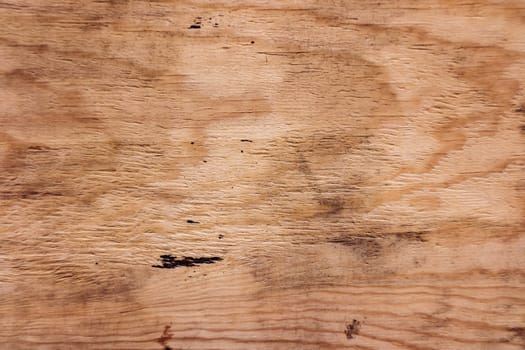 Wood texture of cut tree trunk, close-up
