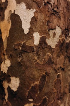 Wooden texture. Texture of tree bark. Beautiful tree bark.