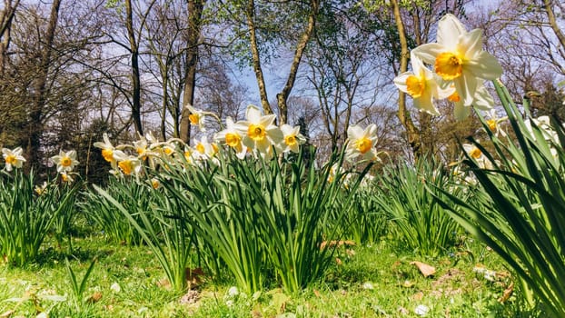 Field of Spring Daffodils. Green meadow with flowering daffodils.