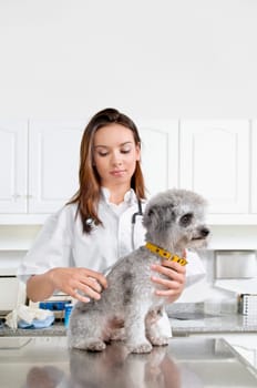 Female vet cutting a dogŽs hair