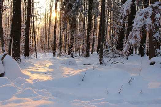 winter forest