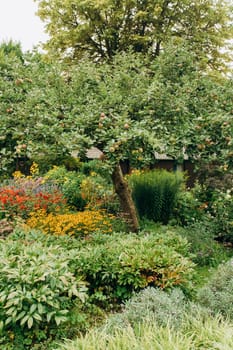 Apple tree in the garden, with ripe apples ready for harvest