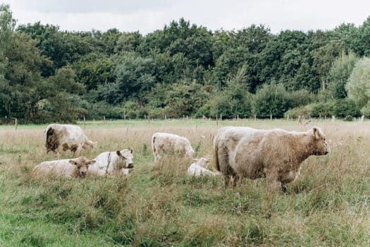 Cows in the pasture. Cows rest and eat in the clearing