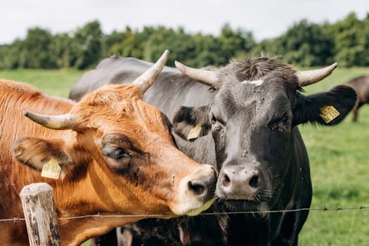Dairy cows grazing in the meadow. Cows graze on the green grass.