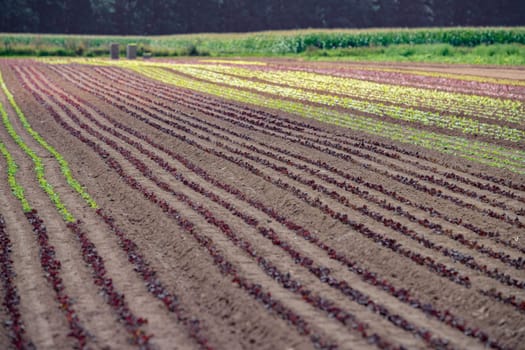 Rows of lollo rosso and lollo bianco. Newly planted lollo rosso and lollo bianco