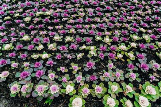 Decorative cabbage Pule field in the garden