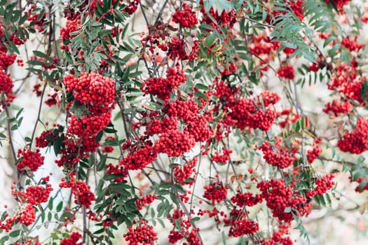 Rowan on the branches close-up view. Rowan on the branches in the garden. Close-up view.