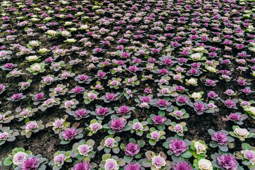 Decorative cabbage Pule field in the garden