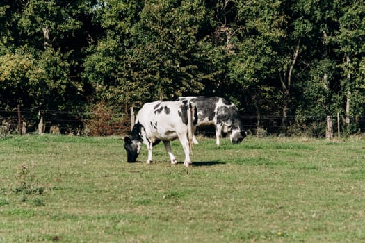 Cows grazing near forest. Cows graze near the forest on the green grass. Cows eat dried grass.