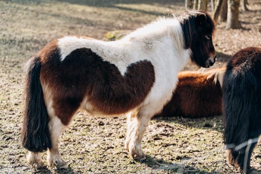 Shetland Pony grazing on a green meadow. Ponies walk on a green glade. A pony with a big mane.