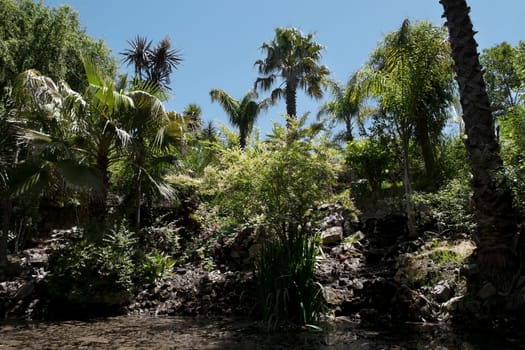 Palm trees in a park