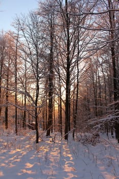 winter forest at sunset